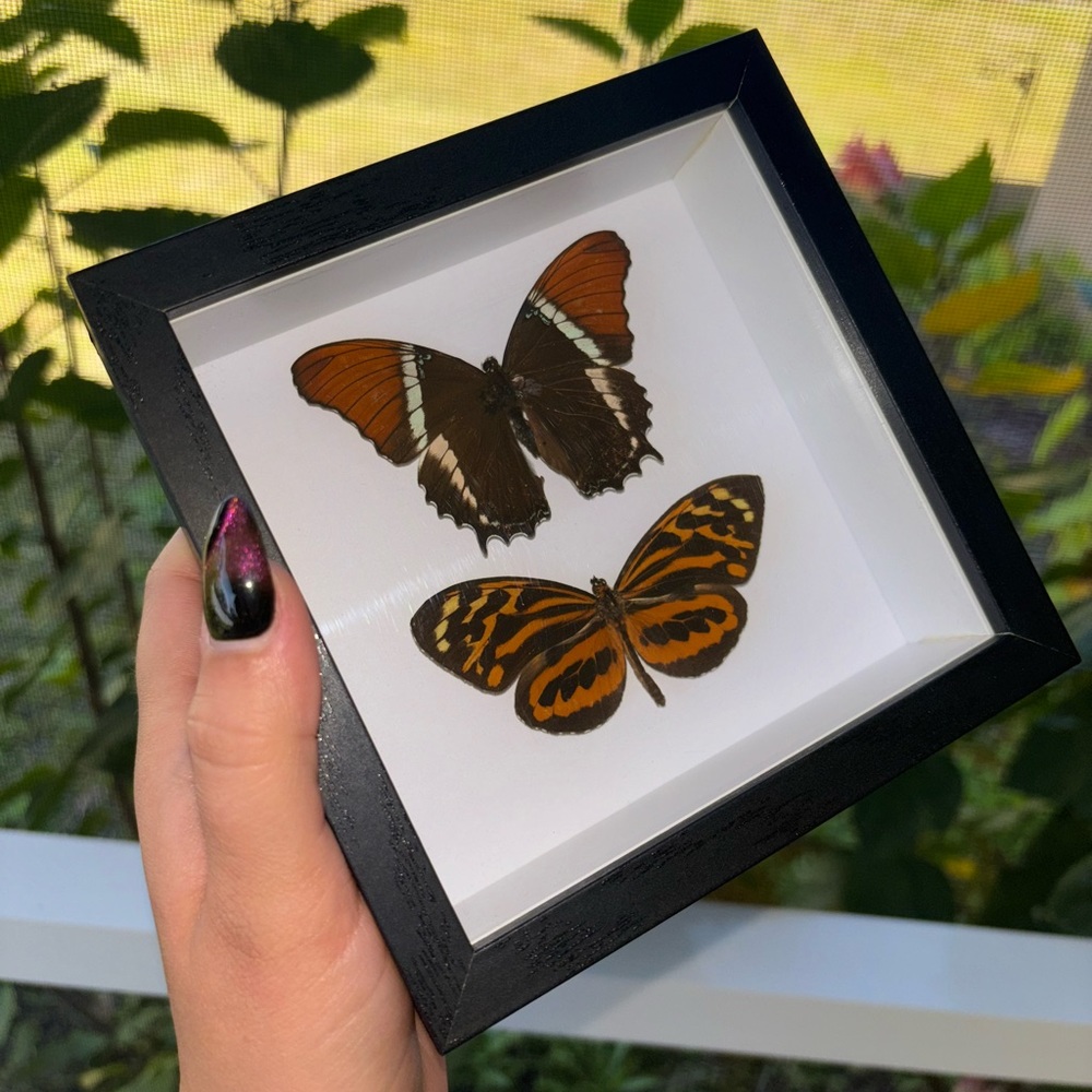 Butterfly Shadow Box